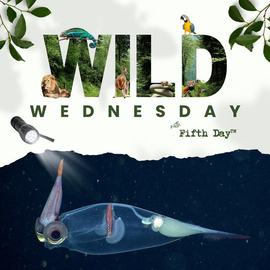 Wild Wednesday: Amazing Animal Highlights | Glass Squid