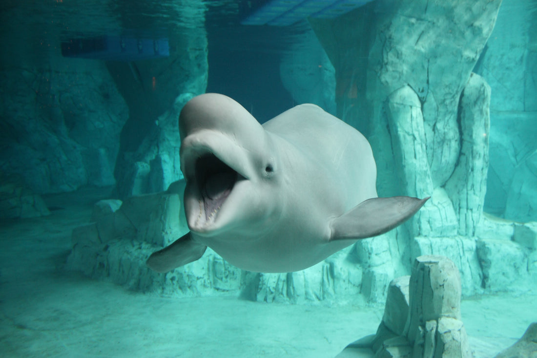 A friendly beluga whale says hello!