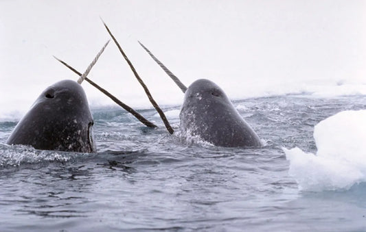 A narwhal’s tusk is actually a tooth!