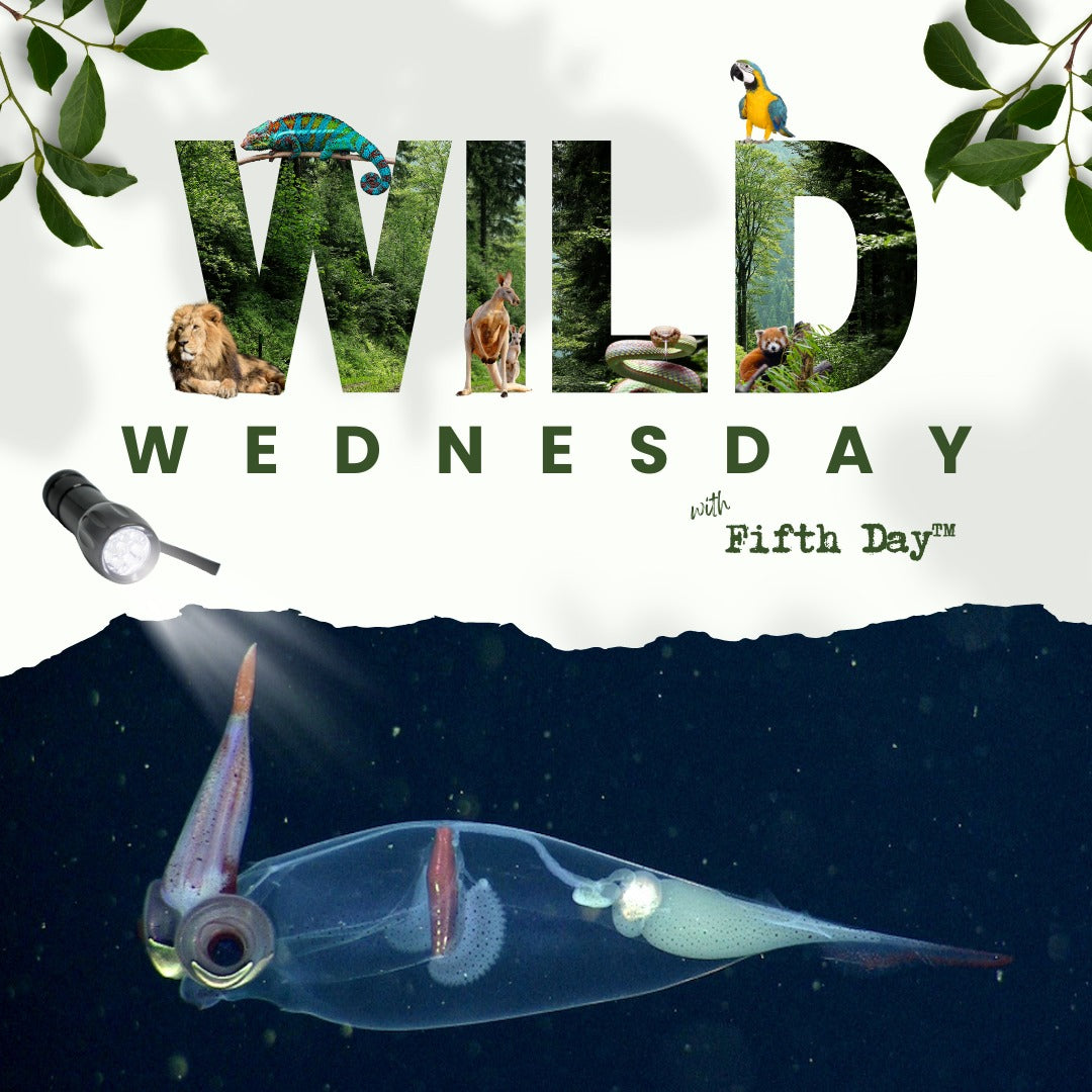 Wild Wednesday: Amazing Animal Highlights | Glass Squid