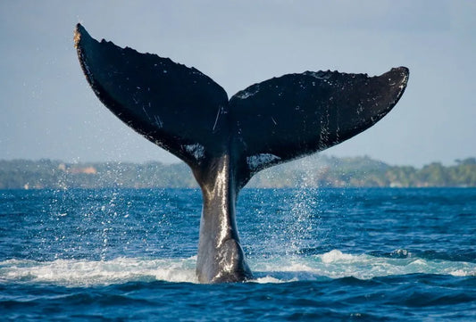 A Whale's Powerful Tail